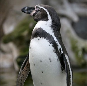 humboldt_penguin